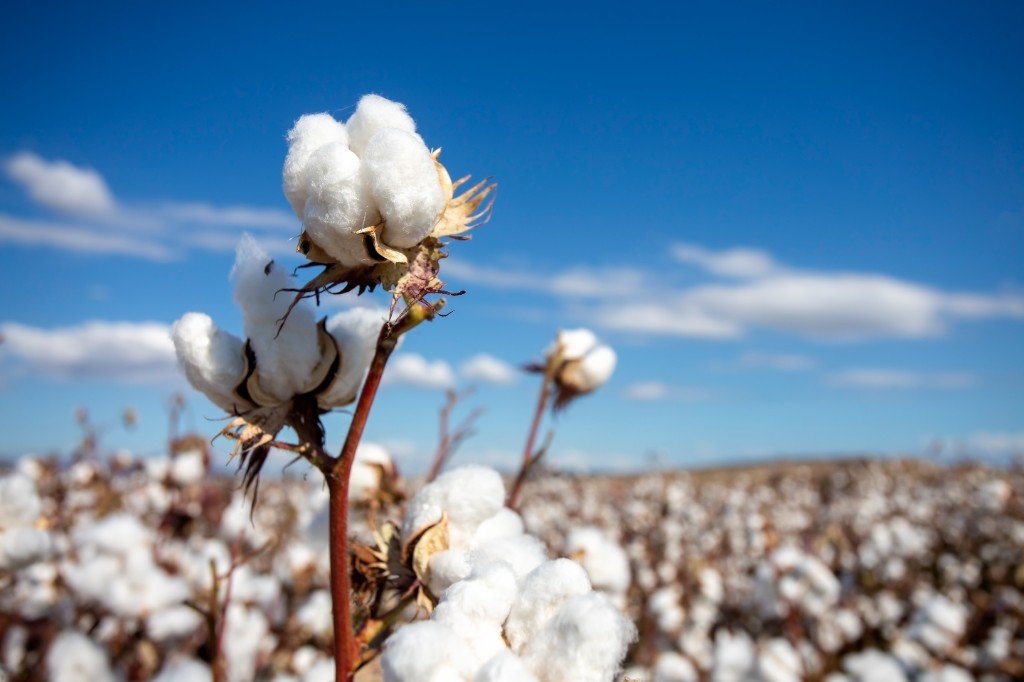 cotton field boll