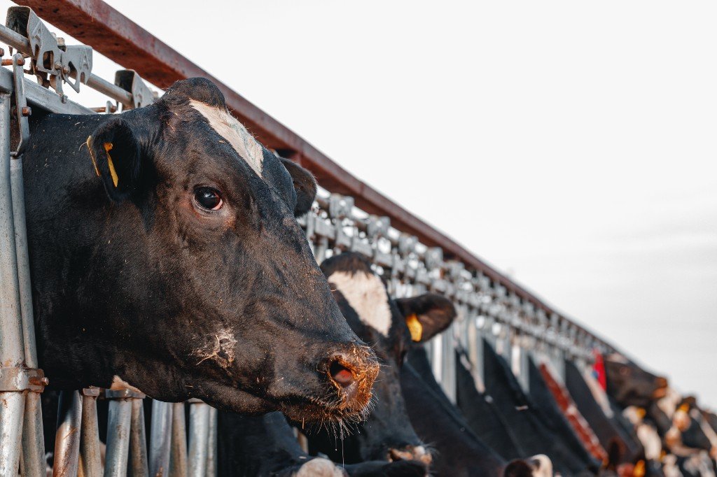 livestock development transport zimbabwe