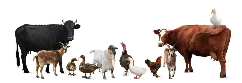 livestock farm animals