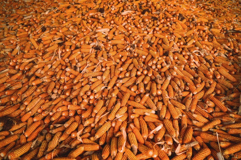 maize transportation zimbabwe