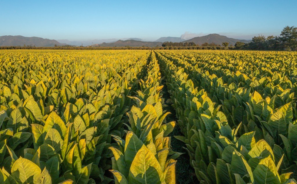 Tobacco field rows ready for harvest and transport