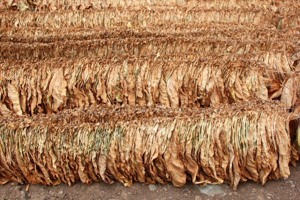 Tobacco freight